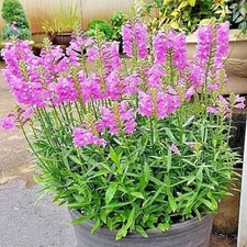 51+OBEDIENT PLANT Flower Seeds Native Wildflower Deer Resistant Container Easy