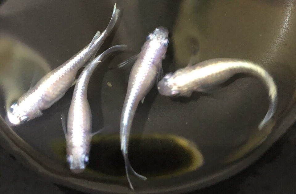 Platinum Medaka Rice Fish Eggs 10 Fertilized Eggs+ USA Bred eBay