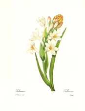 1991 Vintage REDOUTE FLOWER #140 "TUBEROSE TUBEREUSE" Color Art Print Lithograph