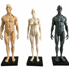 30cm Human Anatomical Anatomy Skull Head Body Model Muscle Bone Teaching Model