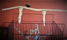 bird stand natural wood with feeder