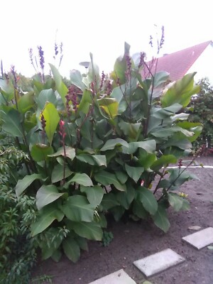 Canna Indica (Indisches Blumenrohr) - 6 Stck Samen - eigene Ernte | eBay.de