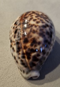 Spotted Cowrie Shell over 3 inch