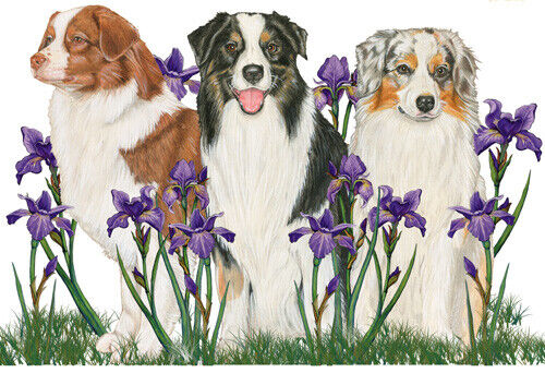 Australian Shepherd Geburtstagskarte 5 x 7 mit Umschlag - Bild 1 von 1