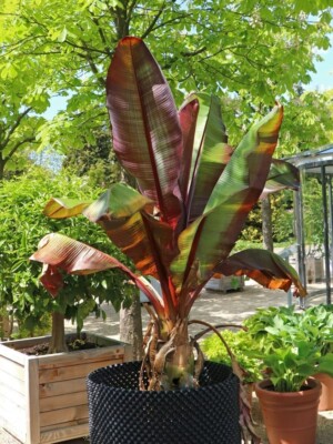 80001451 Musa Ensete Ventricosum Large Staudenpflanze Bananenpflanze 2 Samen  | eBay.de