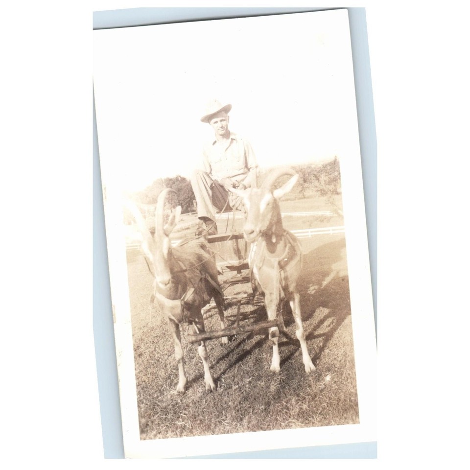 Man Riding Goat Drawn Carriage Cart Farm Snapshot Photograph Vintage | eBay
