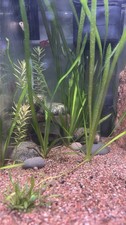 Vallisneria Jungle Val 3-Pack