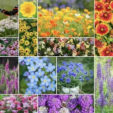 250+ Deer Resistant Wildflower Seed Mix - Perennial & Annual, Non-GMO USA Seller