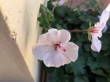 Ivy Geramium Soft Pink  8 cuttings for rooting