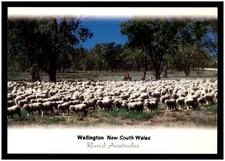 Postcard RPPC (Murray Views) - Wellington, N.S.W