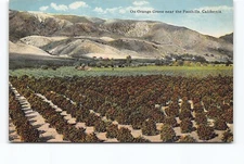 Orange Grove Near California Foothills CA DB Postcard Vtg Unposted