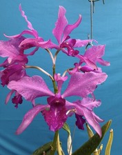 Laelia superbiens Alba X C. purpurata Tiete Blooming Size Orchid Eros 7 Pot