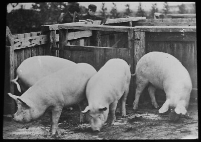 ANTIKES magisches Laternendia PREIS SCHWEINE FÜR SPECK UM 1910 FOTO LANDWIRTSCHAFT