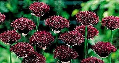 Allium atropurpureum x 10 seeds. Deep purple, great cut flower. - Picture 4 of 5