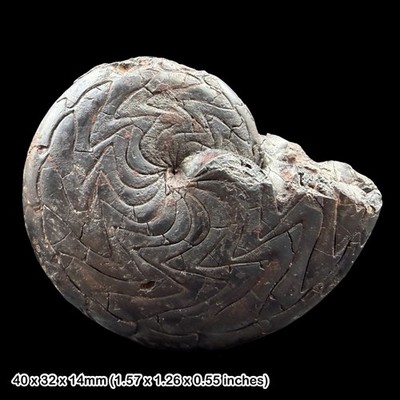 Discoclymenia cucullata Goniatit Fossil 40mm Devon Marokko Hämatit