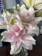 Pretty Imported Double Orintal Lily Whitish Pink Flower Bulb Pack Of 2 Bulb