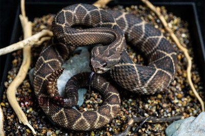 SnakeGorge Crotalus Durissus Terrificus Handmade Wild Animal Snake Model GK