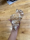 Mixed Lot Assorted Seashells Collection: Conch, Murex & Scallop Shells — photo 3