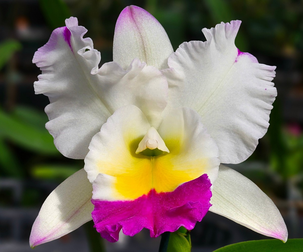割礼 First PARADAISE K BIN-Rlc. David Matsuura 'Paradise' | eBay