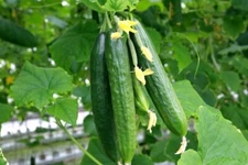 MUNCHER CUCUMBER - 25+ SEEDS - HEIRLOOM, BURPLESS -VEGETABLE GARDEN