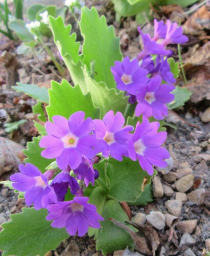 Alpine Primroses : 50 Seeds : Small European Hybrids : Mixed Colours : Primula - Picture 2 of 12