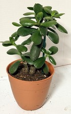 Live Jade Plant Crassula ovata Lucky Tree succulent w/root