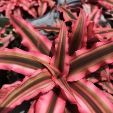 EARTH STAR Pink Starlite Tropical Terrestrial Bromeliad Variegated Blush Red