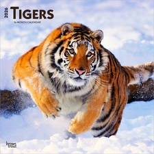 Tigers | 2026 12x24" (Hanging) Monthly Square Wall Calendar | Plastic-Free