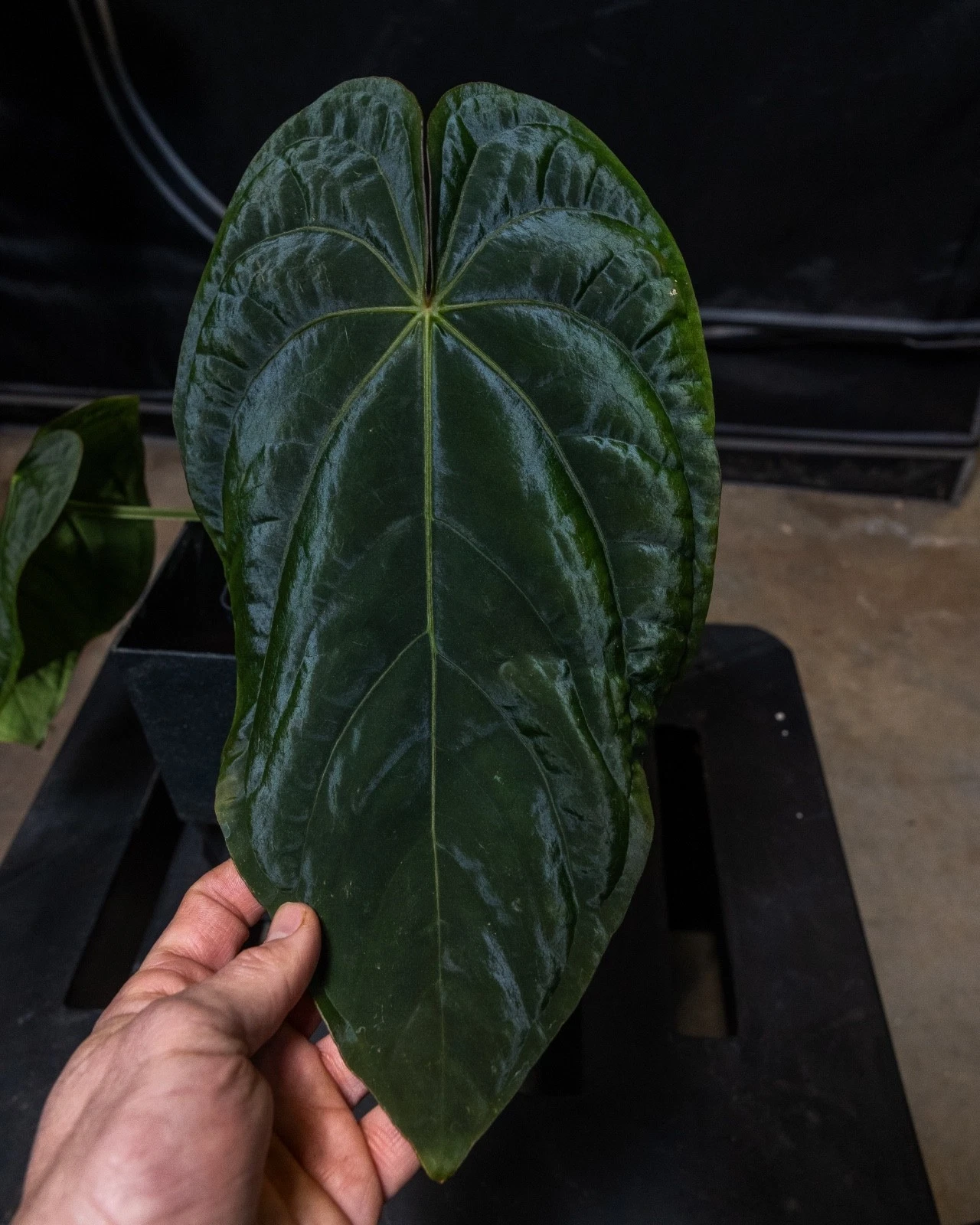 Anthurium dressleri - Rare Collector Aroid - exact plant
Opens in a new window or tab