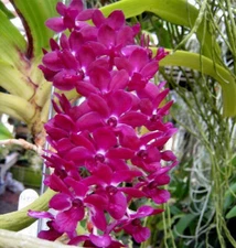 BIN- Rhynchostylis gigantea 'Red' Collectors item! Very Fragrant! Foxtail Orchid