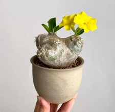 RareSucculent Plant Pachypodium brevicaule Baker Garden Decor Boutique