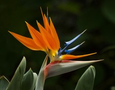 CRANE FLOWER PLANT, Strelitzia Reginae flowering Bird of Paradise seed 15 seeds