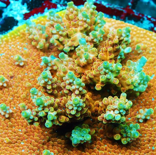Bleeding Avengers Acropora Frag Zoanthids SPS Corals, 3/4 Inch