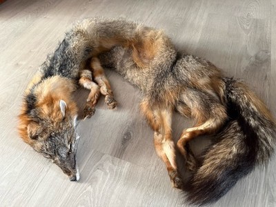Soft Mount, Taxidermy, Fuchsfell, Tierfell, Fell Echt, Graufuchs, Tierpräparat