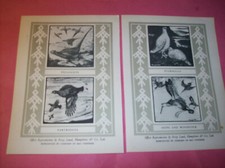 2 x game birds prints Percy Lund Humphries Mac Fisheries Pheasants Partridges