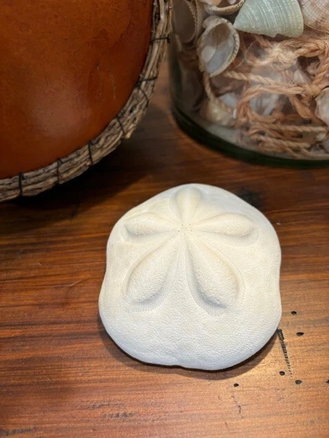 Large Puffy Sea Biscuit Sand Dollar Fossil Seashell Nautical Ocean Beach Decor - Image 2 of 3