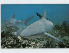 Postcard A Pair of Bull Sharks