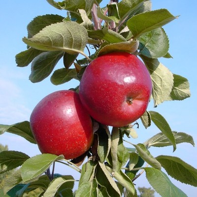 Red River   Säulenapfel Apfelbaum mehrfachresistent  ca. 70-80 cm 7,5 L  M111