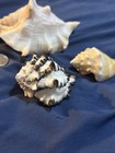 Set of 3 Beach Decor Large Conch Shell 2 Smaller Conch Shells Lot A — photo 3