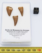 Lot Of 3 Mosasaurus Teeth In A Box - Mosasaur (Morocco - 207**)