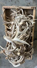 #2 Bulk LARGE WHITETAIL DEER ANTLER SHEDS DEER ANTLER PET CHEW ANTLERS