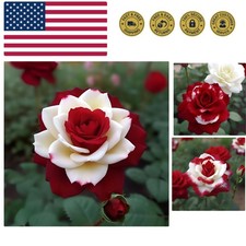 20pcs Rare Twin Red White Rose Flower Seeds for Planting - Captivating Garden...