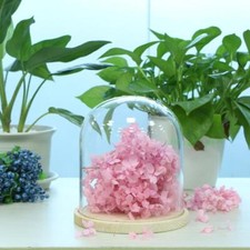 Wooden Glass Dome with Wooden Base Cloche Glass Cover Flower Vase