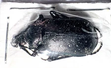 Carabidae Calosoma frigidum 19-22mm A1 from CANADA - #4632