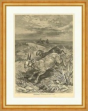 Steppen Antilopen Specht Tiere Reiter Jagd Hörner Rennen Pferd Holzstich E 15336