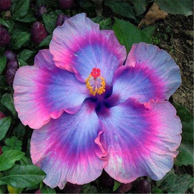 20 SEEDS Blue Pink Purple HIBISCUS flower exotic garden/house