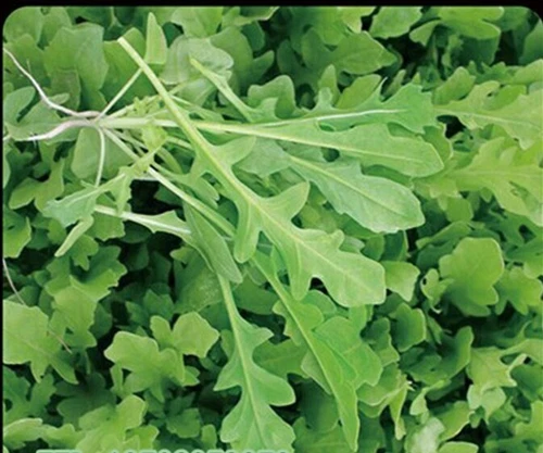 Wild Rocket/ Arugula 400 Seeds Fast Growing Home Garden Salad