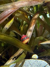 Red Racer Nerite Snail Vittina waigiensis - RARE Snail for Freshwater Aquarium