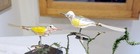 Two yellow-winged Songbirds, on Clips, Spun Glass Tails.  1960s W. German  Orns. — photo 3