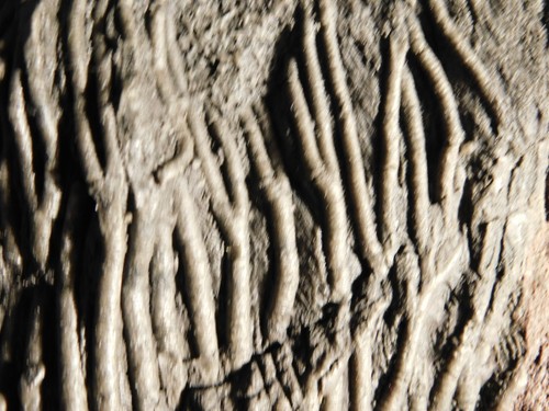 wOw BIG!! 430 Million Year Old! CRINOID Fossil or Sea LILY Fossil Morocco 1801gr